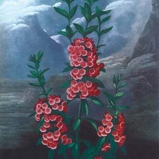 The Narrow-Leaved Kalima