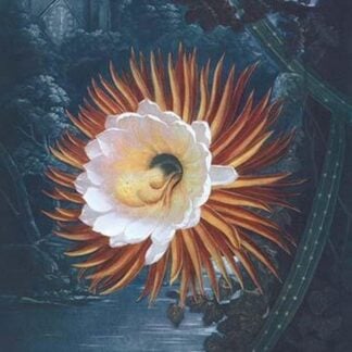 The Night-blowing Cirius