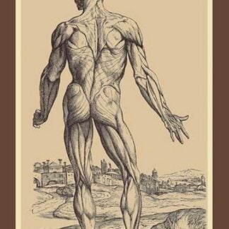The Ninth Plate of the Muscles by Andreas Vesalius