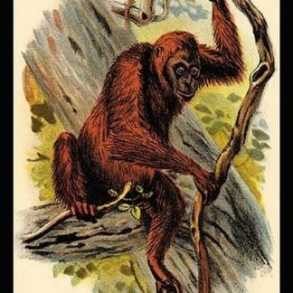 The Orang-utan by G.R. Waterhouse