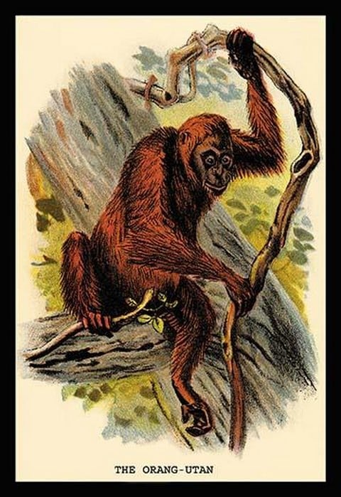 The Orang-utan by G.R. Waterhouse