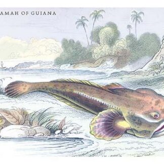 The Pacamah of Guiana by Robert H. Schomburgk