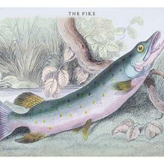 The Pike by Robert Hamilton