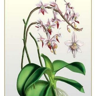 The Pink Butterfly Plant