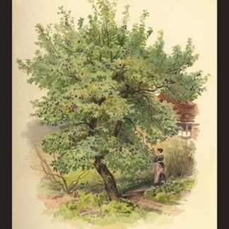 The Plum by W.H.J. Boot - Art Print