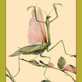 The Praying Mantis by Edward Detmold