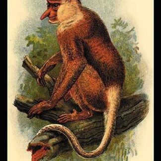 The Proboscis Monkey by G.R. Waterhouse