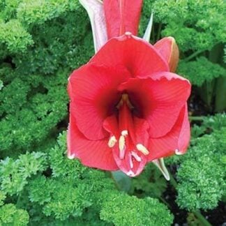 The Red Flower by Jason Pierce