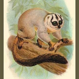 The Red-Footed Night-Monkey by Sir William Jardine