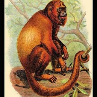 The Red Howler by G.R. Waterhouse