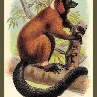 The Red-Ruffed Lemur by Sir William Jardine