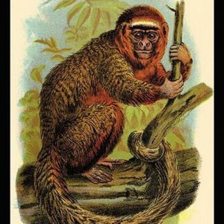 The Red Titi by G.R. Waterhouse