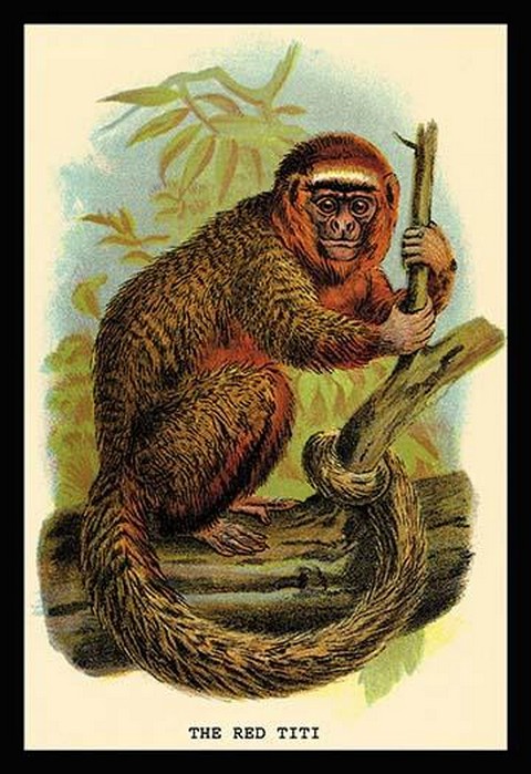 The Red Titi by G.R. Waterhouse