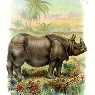 The Rhinoceros