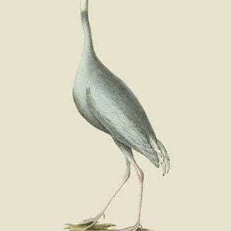 The Sahras or Demoiselle of Guzerat by J. Forbes