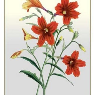 The Scarlet Salpiglot