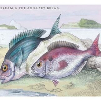 The Sea Bream and the Axillary Bream by Robert Hamilton