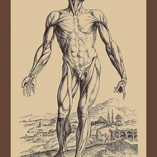 The Second Plate of the Muscles by Andreas Vesalius #2