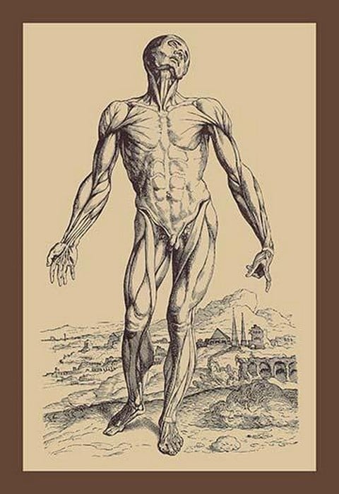 The Second Plate of the Muscles by Andreas Vesalius #2