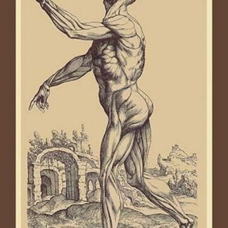 The Second Plate of the Muscles by Andreas Vesalius
