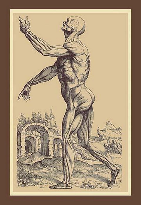 The Second Plate of the Muscles by Andreas Vesalius