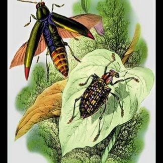 The Shining Buprestis and the Resplendent Weevil by Sir William Jardine
