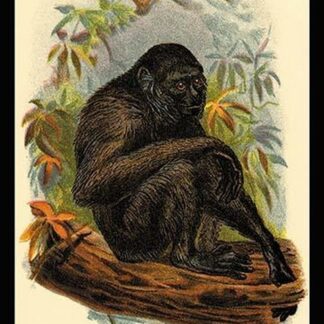 The Siamang Gibbon by G.R. Waterhouse