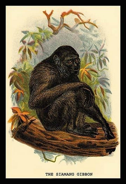 The Siamang Gibbon by G.R. Waterhouse