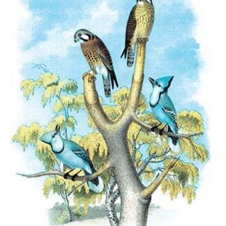 The Sparrow Hawk (Rusty-Crowned Falcon) by Theodore Jasper