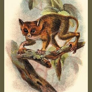The Spectral Tarsier by Sir William Jardine