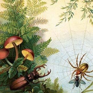 The Spider & The Staghorn Beetle by Anton Hochstein