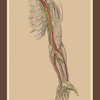 The Spinal Nerves