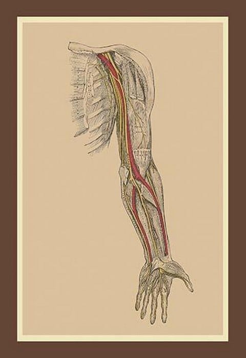 The Spinal Nerves