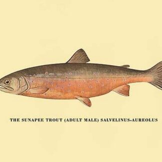 The Sunapee Trout by H.H. Leonard