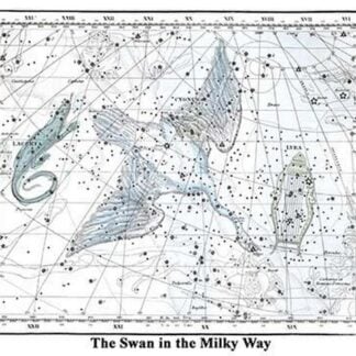 The Swan in the Milkyway by Alexander Jamieson