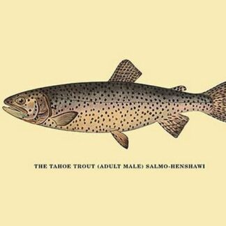 The Tahoe Trout by H.H. Leonard