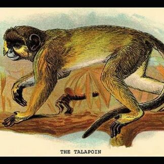 The Talapoin by G.R. Waterhouse