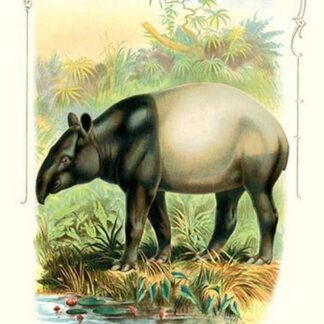 The Tapir