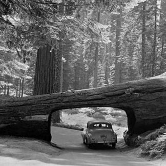 The Tunnel Log by Matson Photo Service
