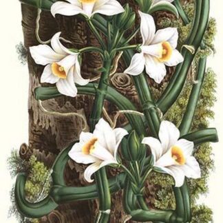 The Vanilla Orchid by Louis Benoit Van Houtte