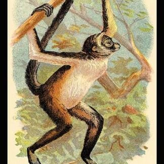 The Variegated Spider-Monkey by G.R. Waterhouse