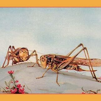 The White-Faced Decticus by Edward Detmold