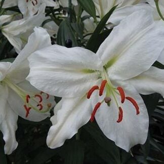 The White Flower by Jason Pierce