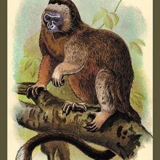The White-Footed Marmoset by Sir William Jardine