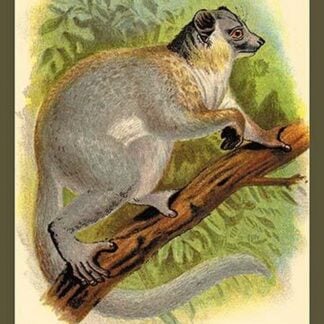 The White-Footed Sportive Lemur by Sir William Jardine