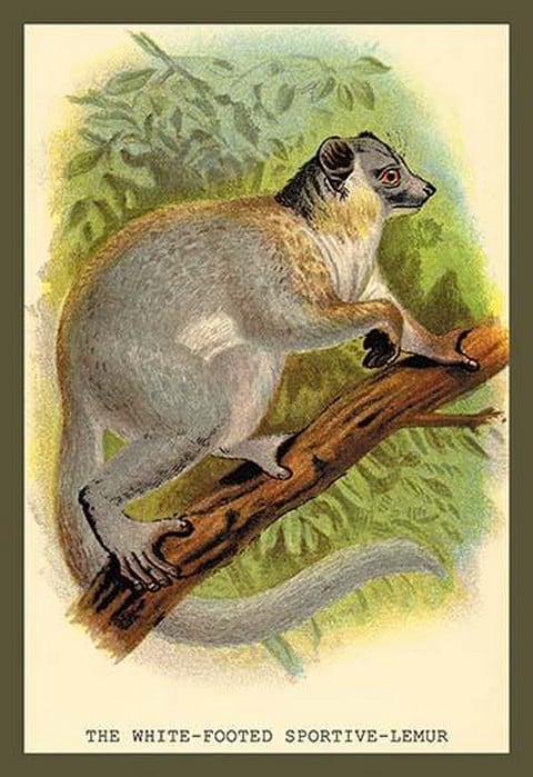 The White-Footed Sportive Lemur by Sir William Jardine