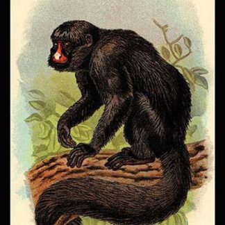 The White-Nosed Saki by G.R. Waterhouse