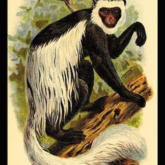 The White-Tailed Guereza by G.R. Waterhouse