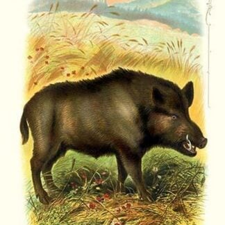 The Wild Boar