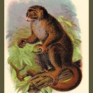 The Wooly Avari by Sir William Jardine